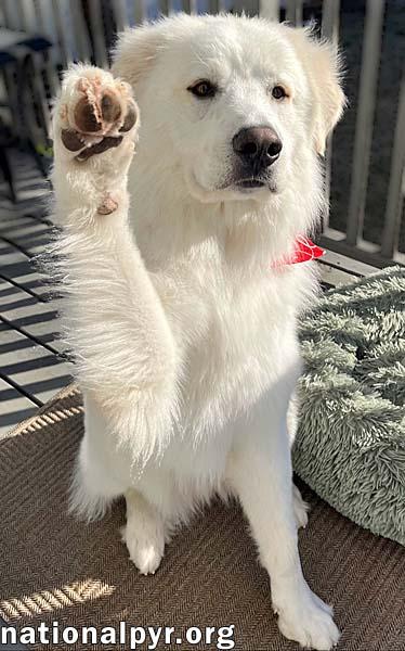 Shep in NJ - Affectionate & Charming Velcro Dog!
