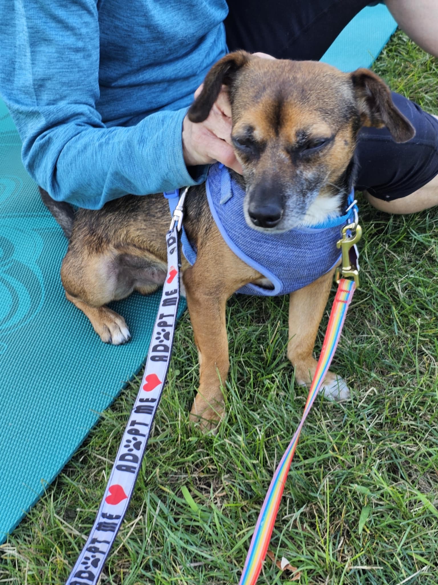 Enlarge Taquito, a Adoptable mixed breed in Lindstrom , MN image 2/3