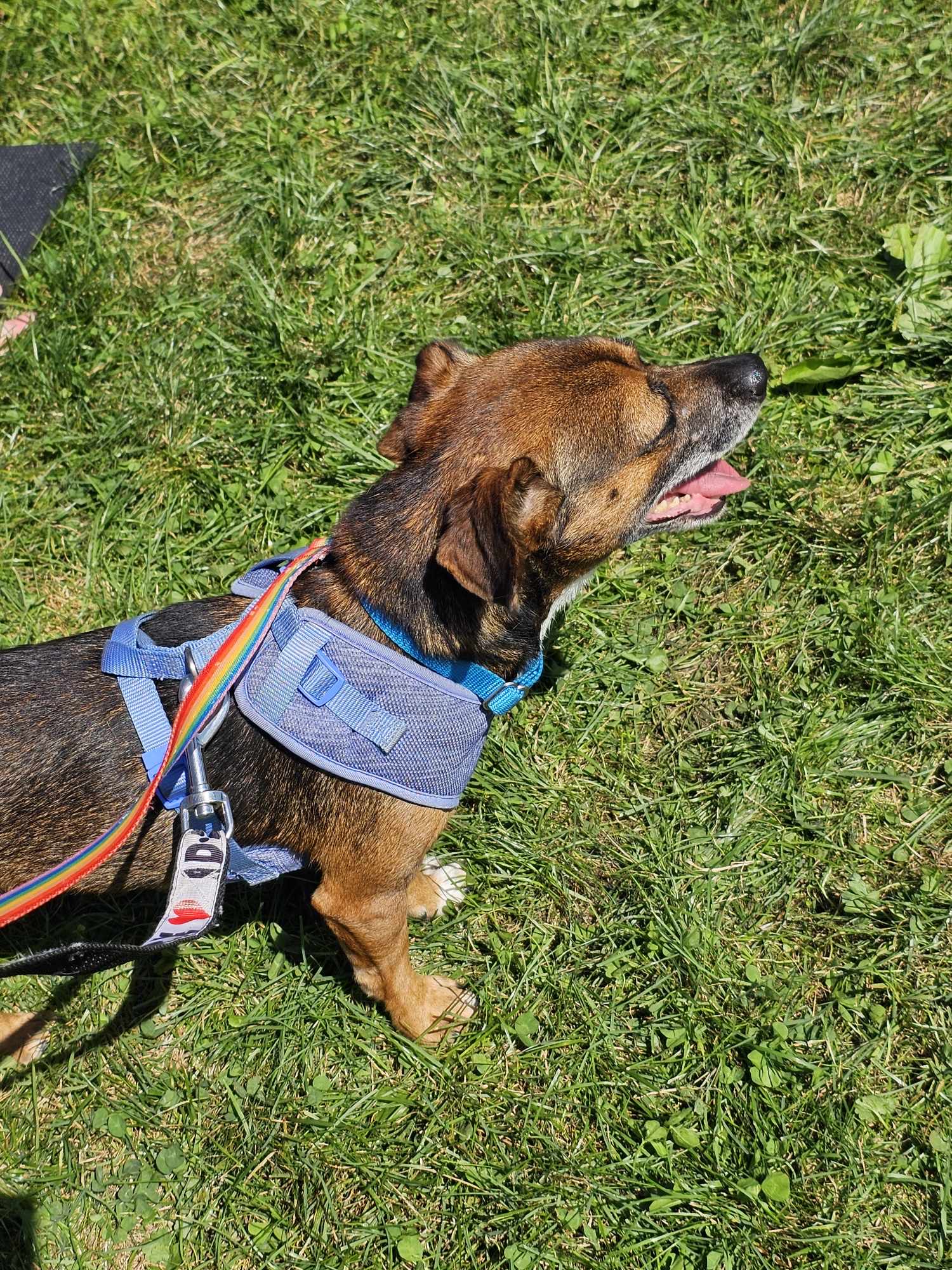 Enlarge Taquito, a Adoptable mixed breed in Lindstrom , MN image 3/3