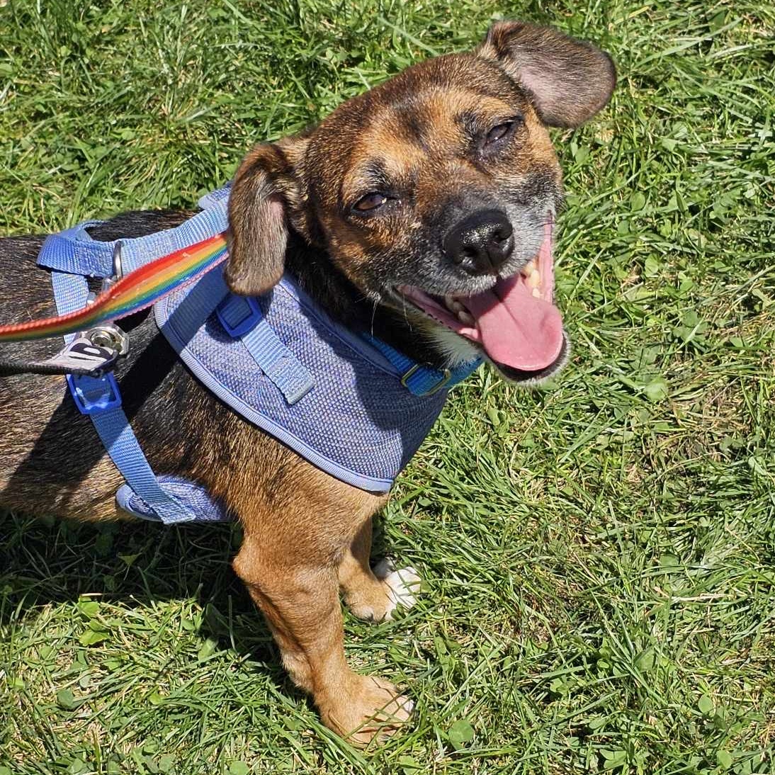 Taquito, Adoptable, Adult Male Chihuahua & Terrier.