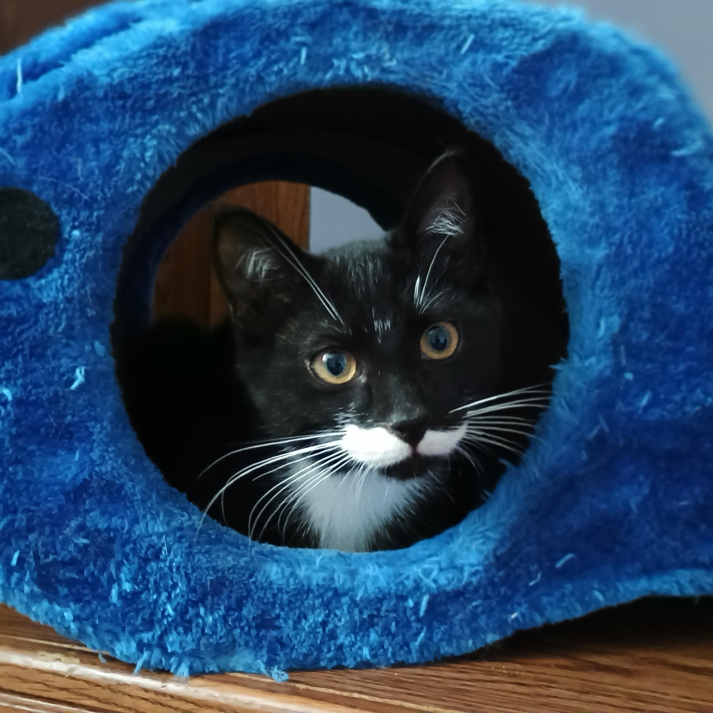 Luigi (bonded with Sparky), ADOPTABLE, Kitten Male Domestic Short Hair.