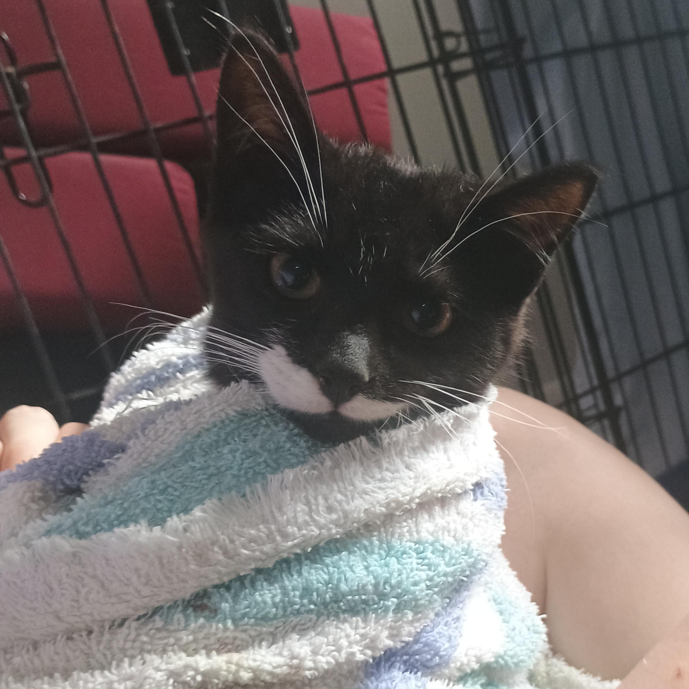 Enlarge Luigi (bonded with Sparky), a Adoption Pending Domestic Short Hair in Grand Rapids, MI image 5/5