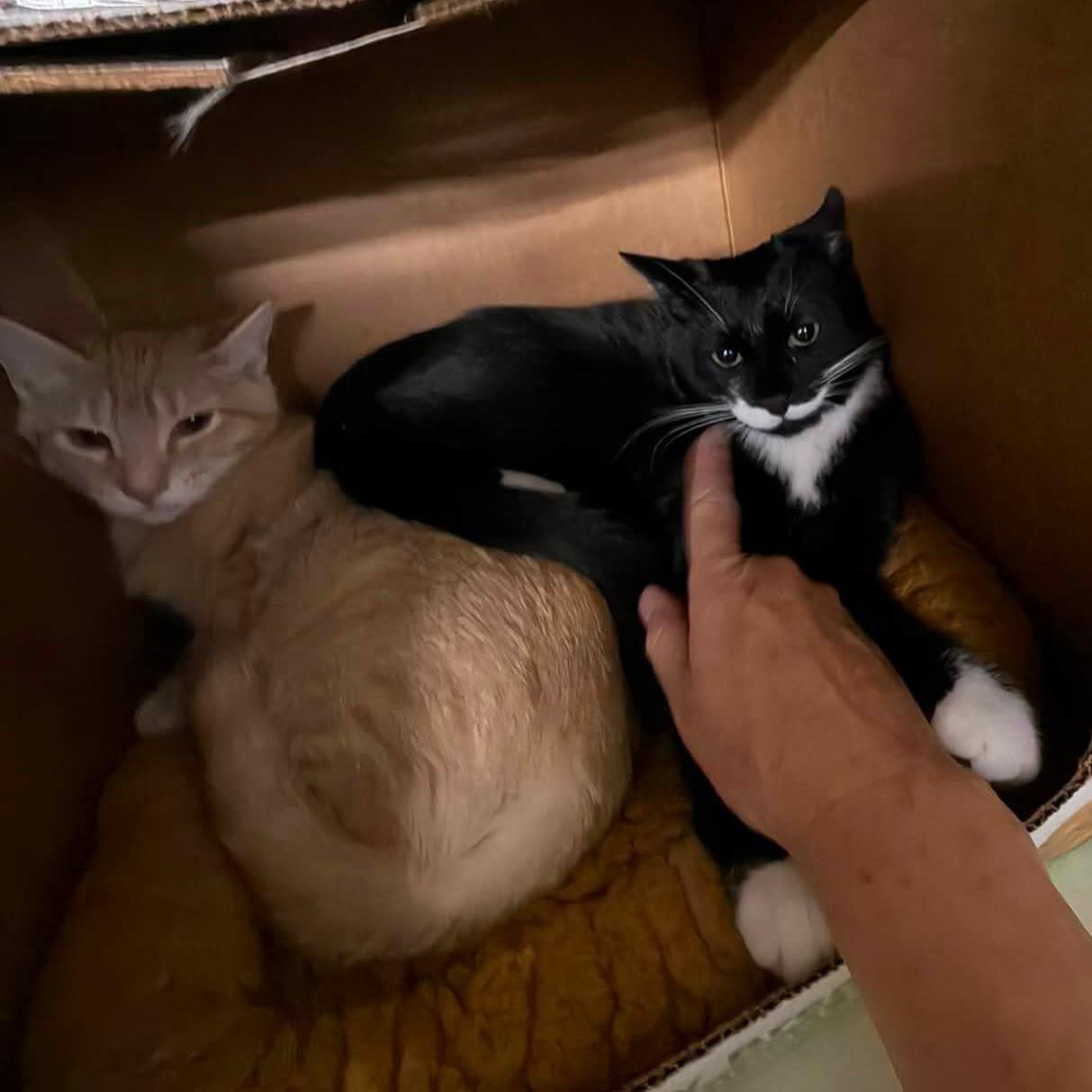 Enlarge Luigi (bonded with Sparky), a Adoption Pending Domestic Short Hair in Grand Rapids, MI image 2/5