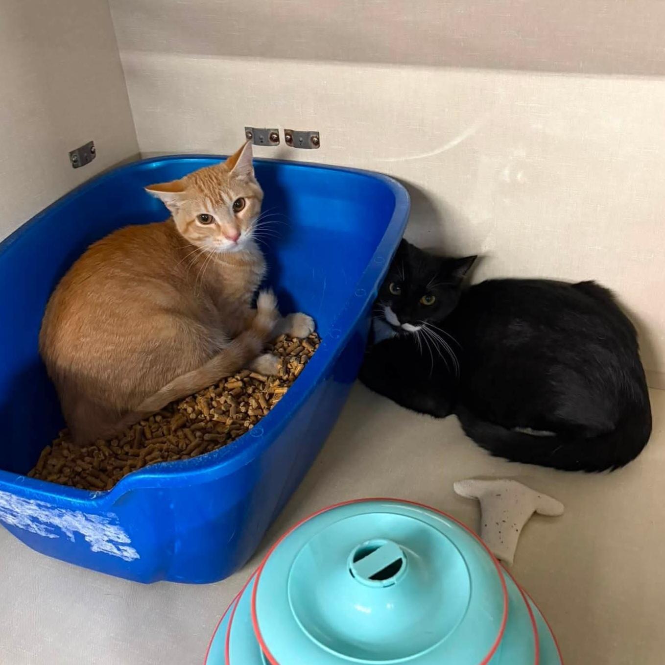Enlarge Luigi (bonded with Sparky), a Adoption Pending Domestic Short Hair in Grand Rapids, MI image 3/5