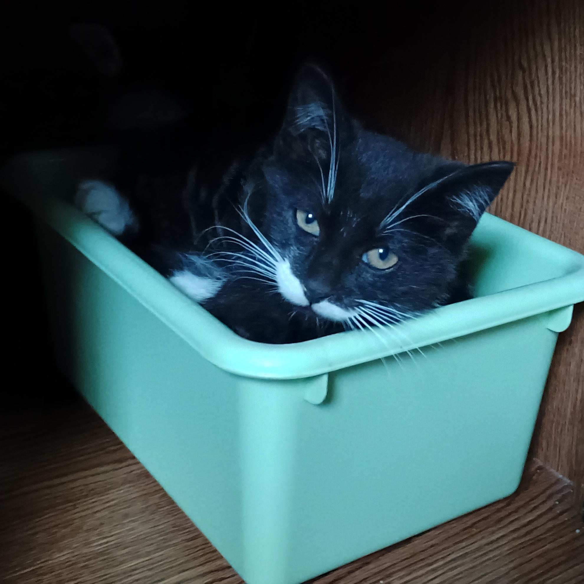 Enlarge Luigi (bonded with Sparky), a Adoption Pending Domestic Short Hair in Grand Rapids, MI image 4/5