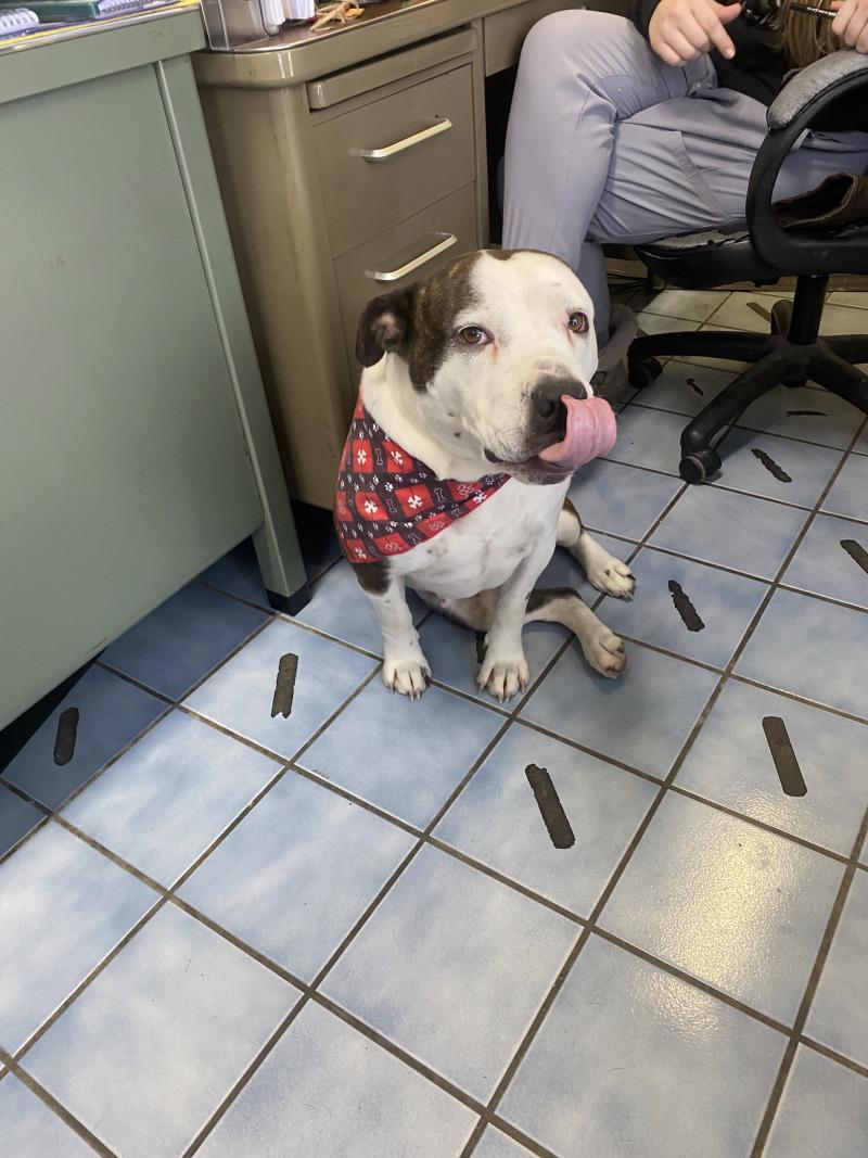 Enlarge Dutchess, a Adoptable mixed breed in Cortland, NY image 2/6