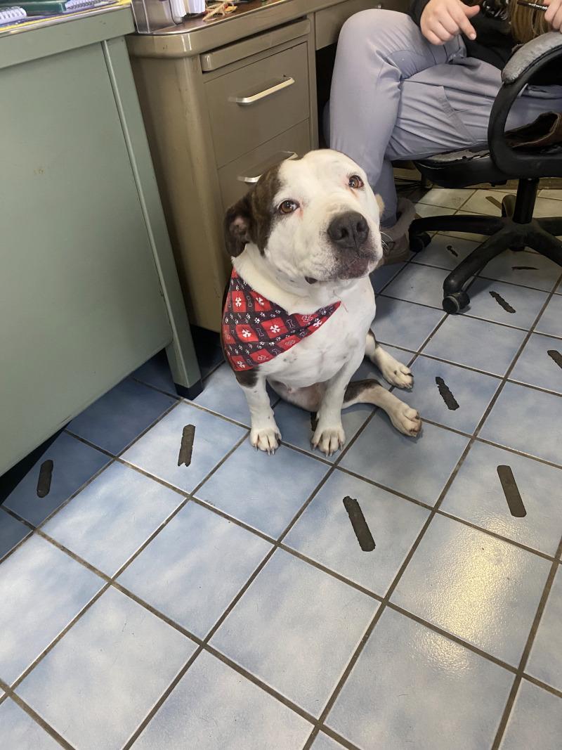 Enlarge Dutchess, a Adoptable mixed breed in Cortland, NY image 4/6