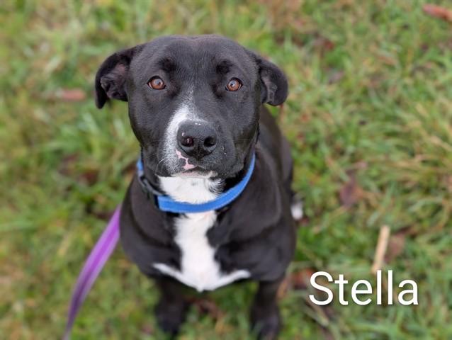 Enlarge STELLA, a Adoptable Pit Bull Terrier in McKinleyville, CA image 1/1