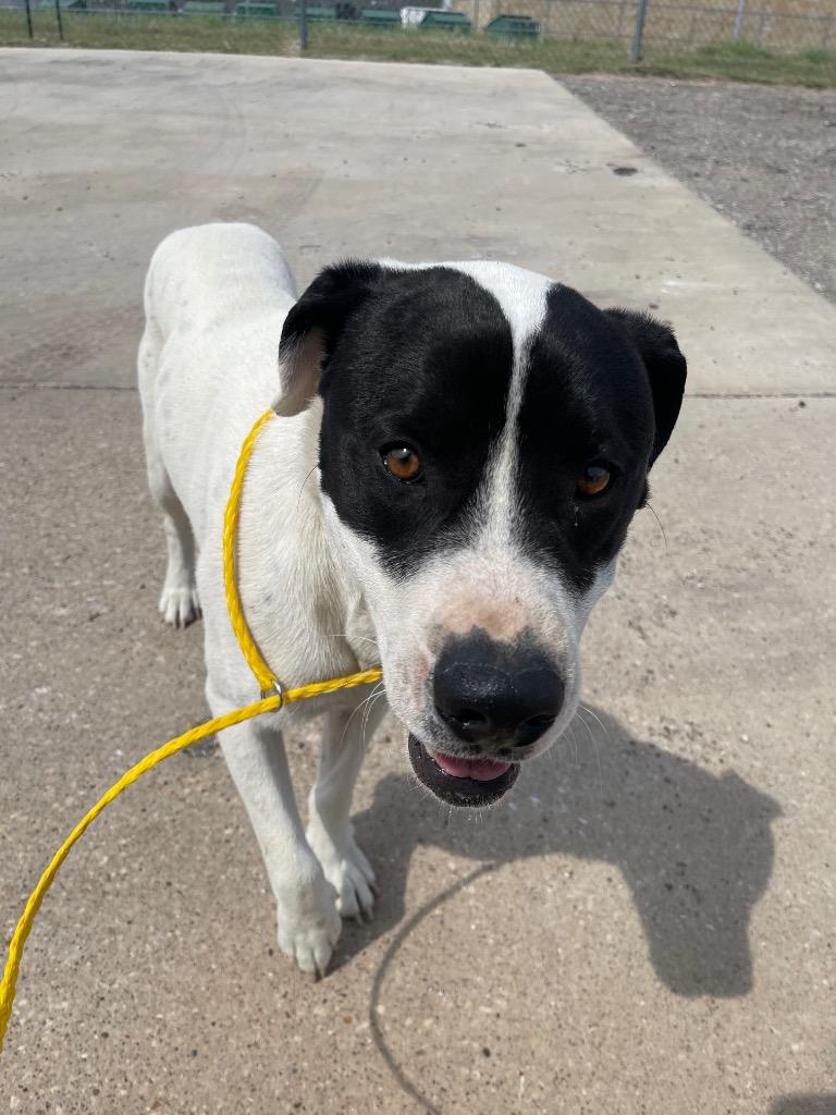 Max, Adoptable, Young Male Labrador Retriever & Mixed Breed.