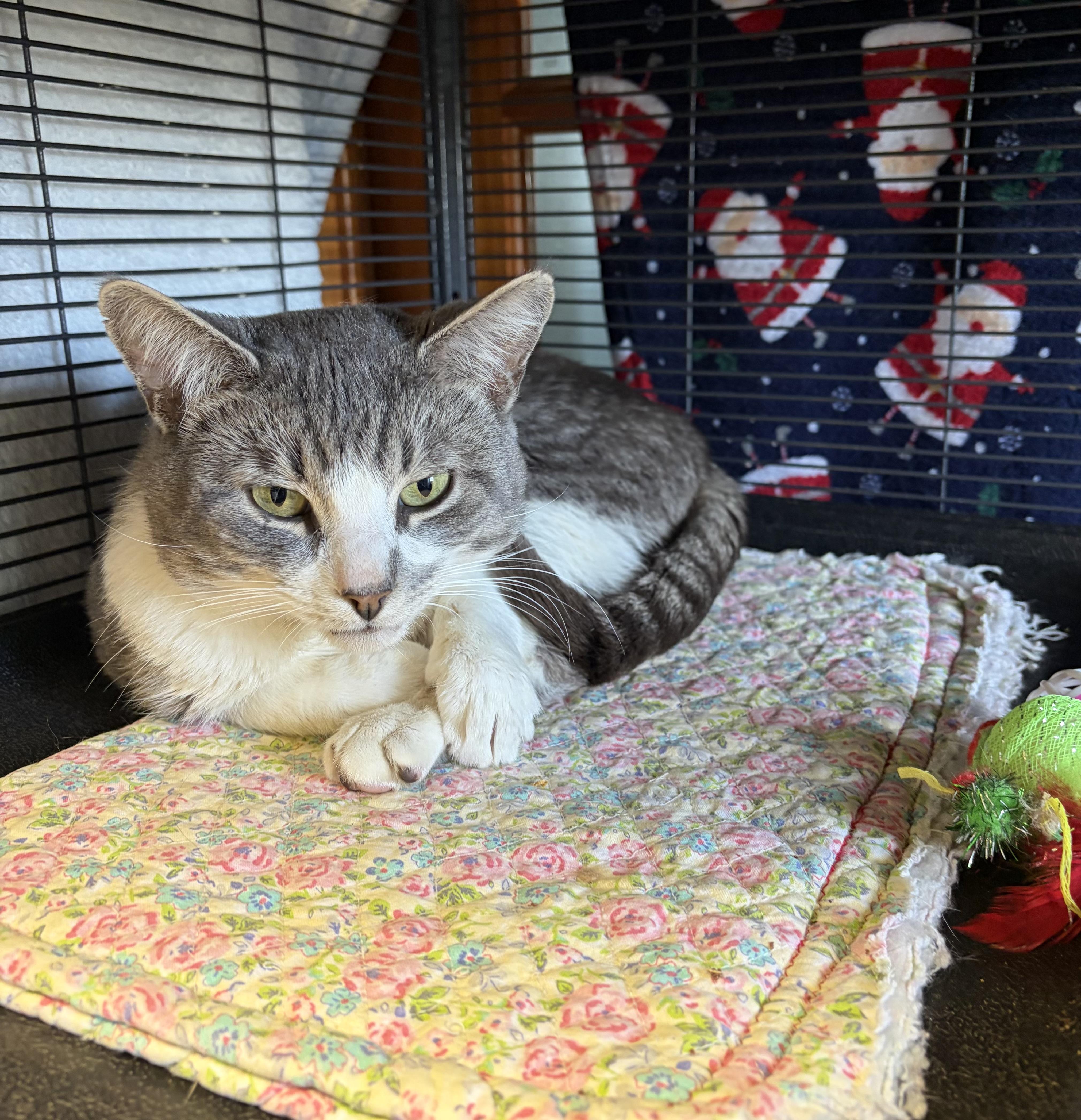 Enlarge 007 (FIV pos.), an adopted Domestic Short Hair in DeWitt, NY image 1/6