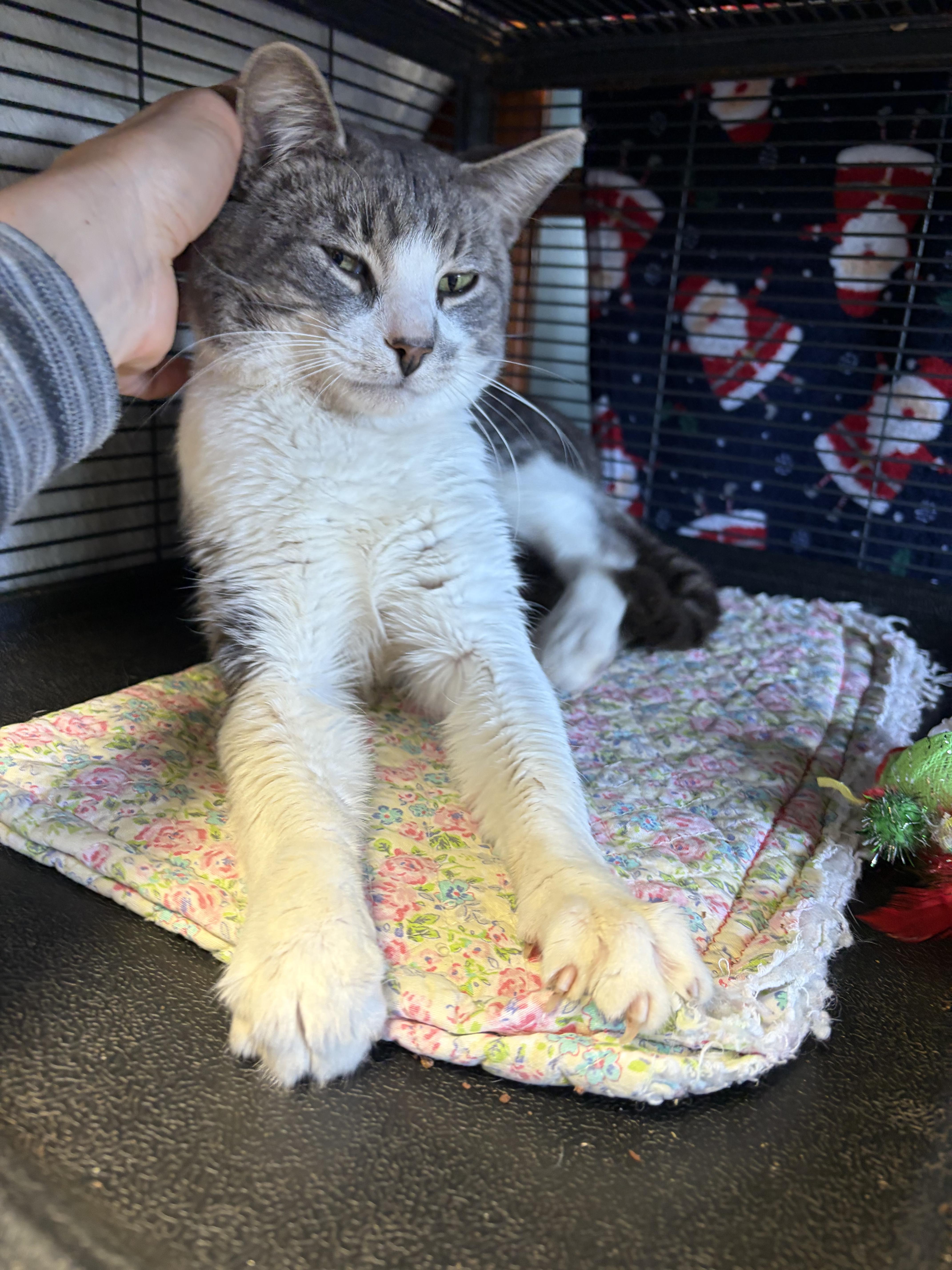 Enlarge 007 (FIV pos.), an adopted Domestic Short Hair in DeWitt, NY image 2/6