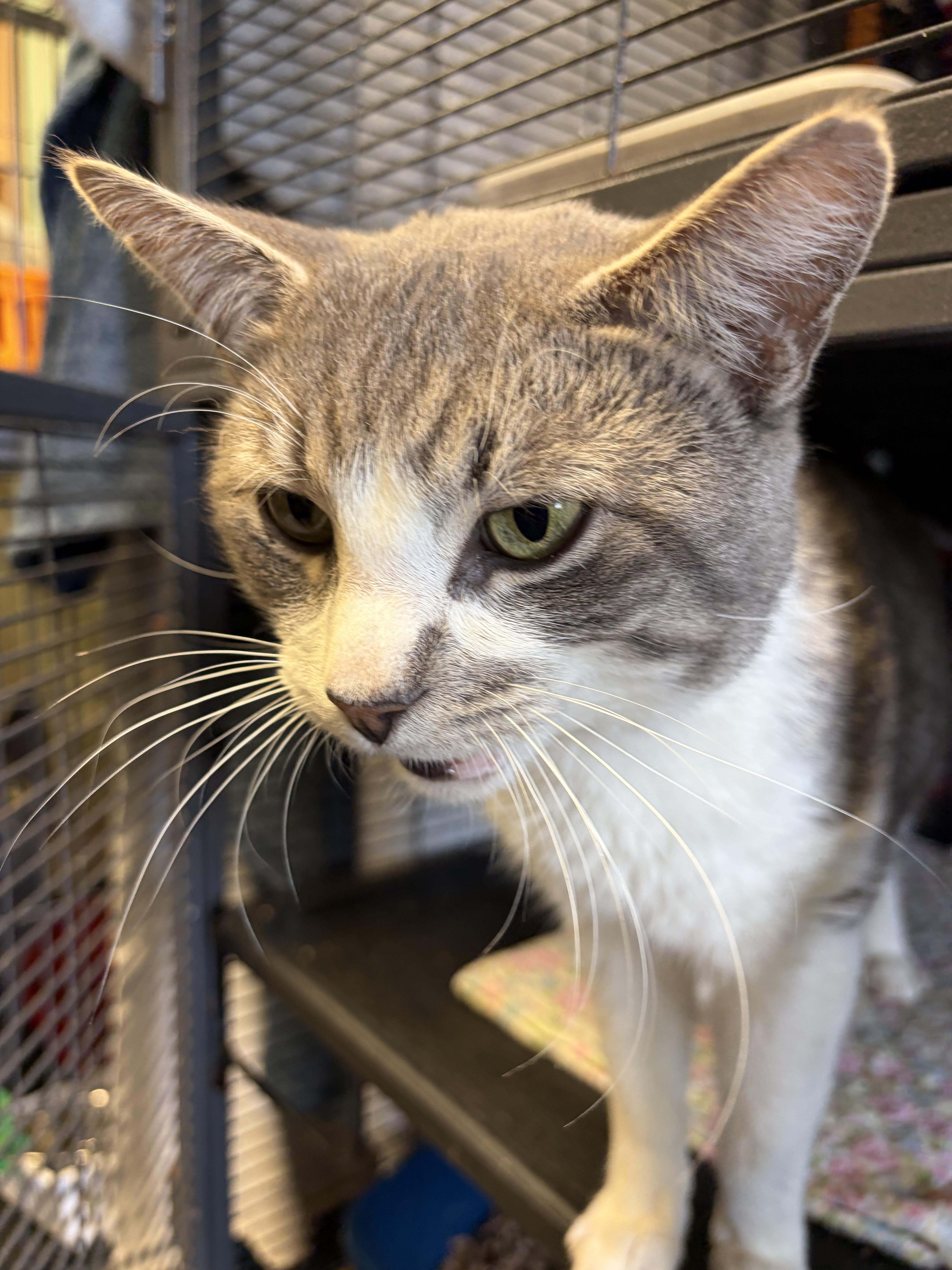 Enlarge 007 (FIV pos.), an adopted Domestic Short Hair in DeWitt, NY image 3/6