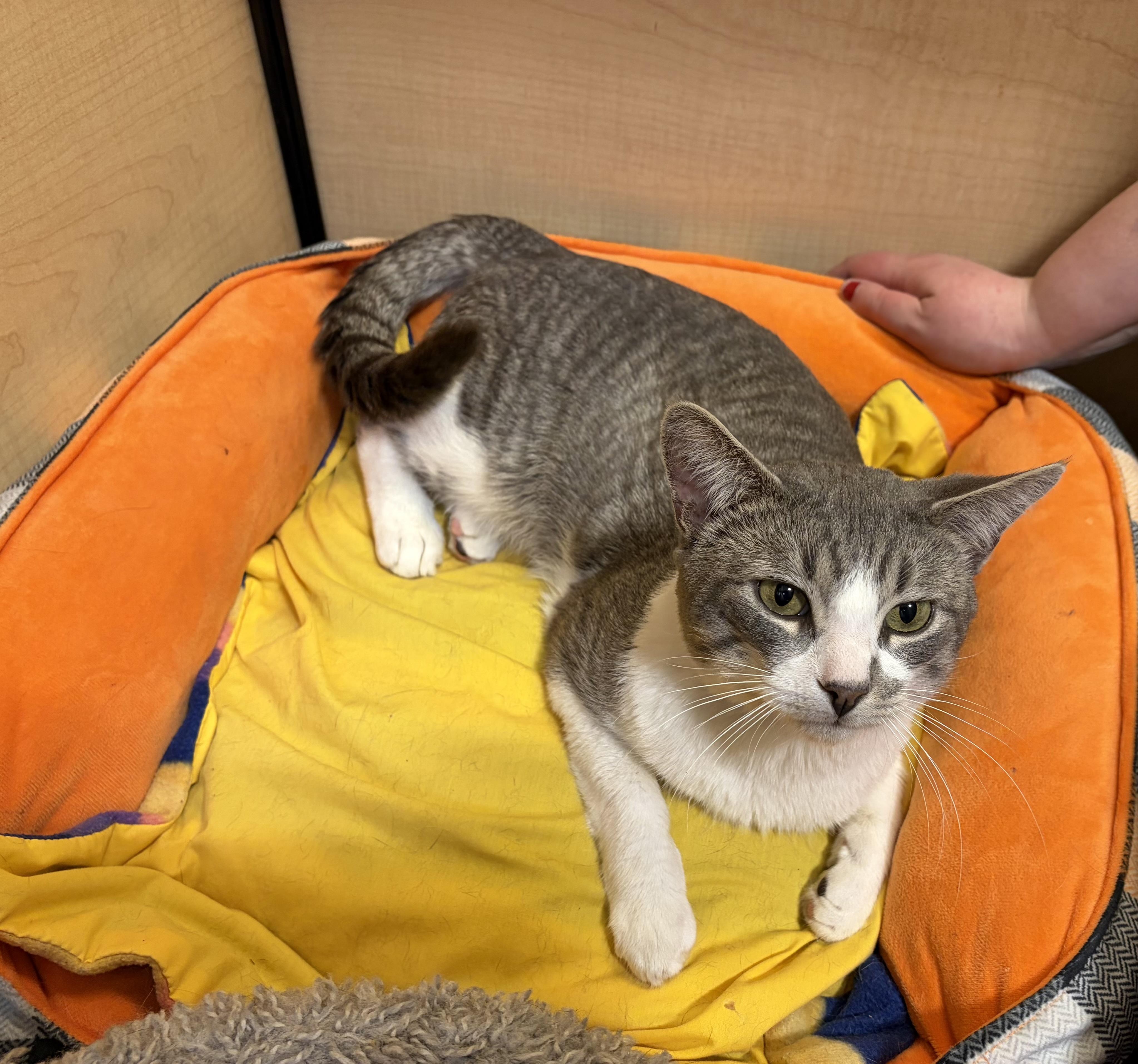 Enlarge 007 (FIV pos.), an adopted Domestic Short Hair in DeWitt, NY image 6/6