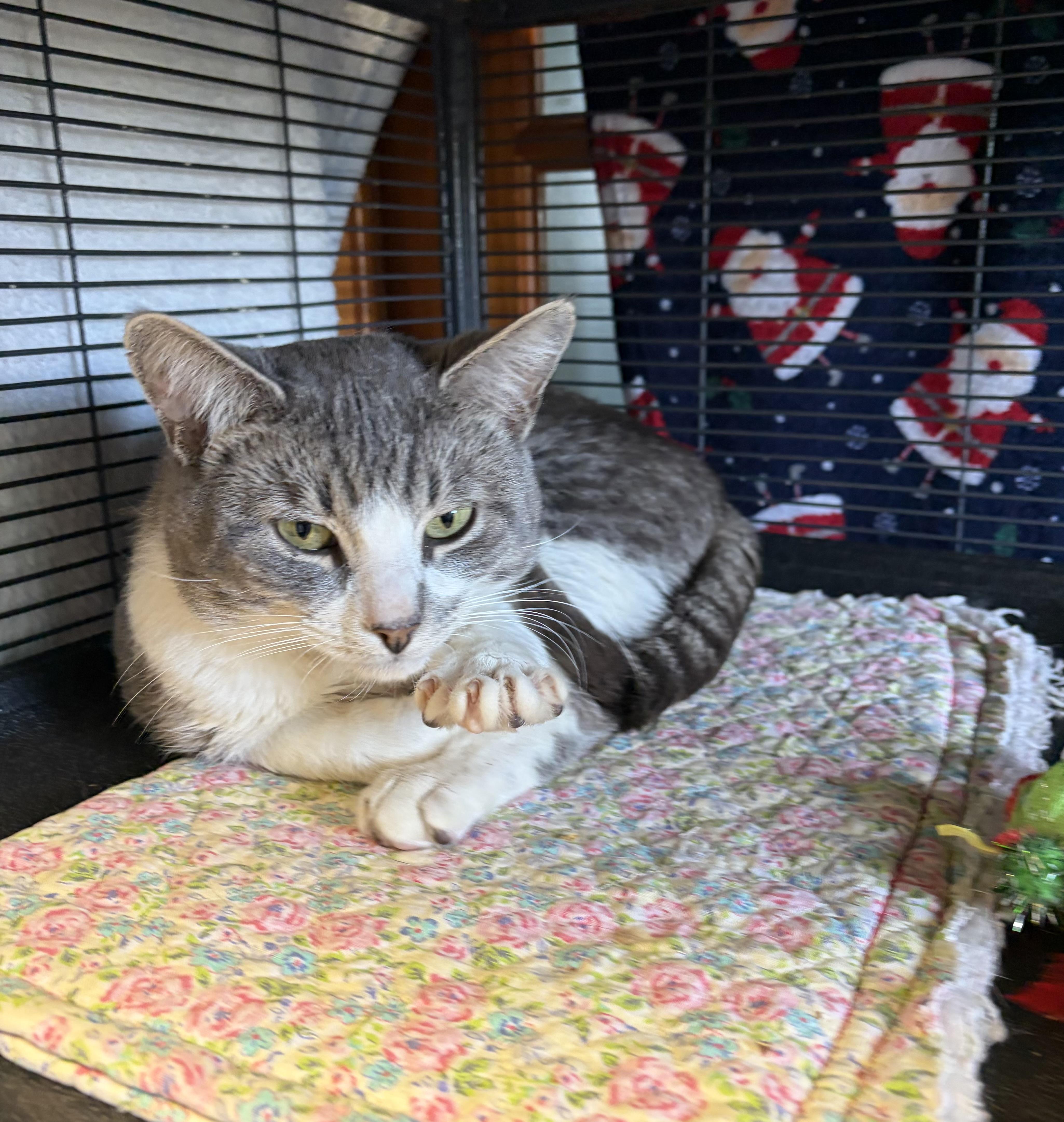 Enlarge 007 (FIV pos.), an adopted Domestic Short Hair in DeWitt, NY image 4/6