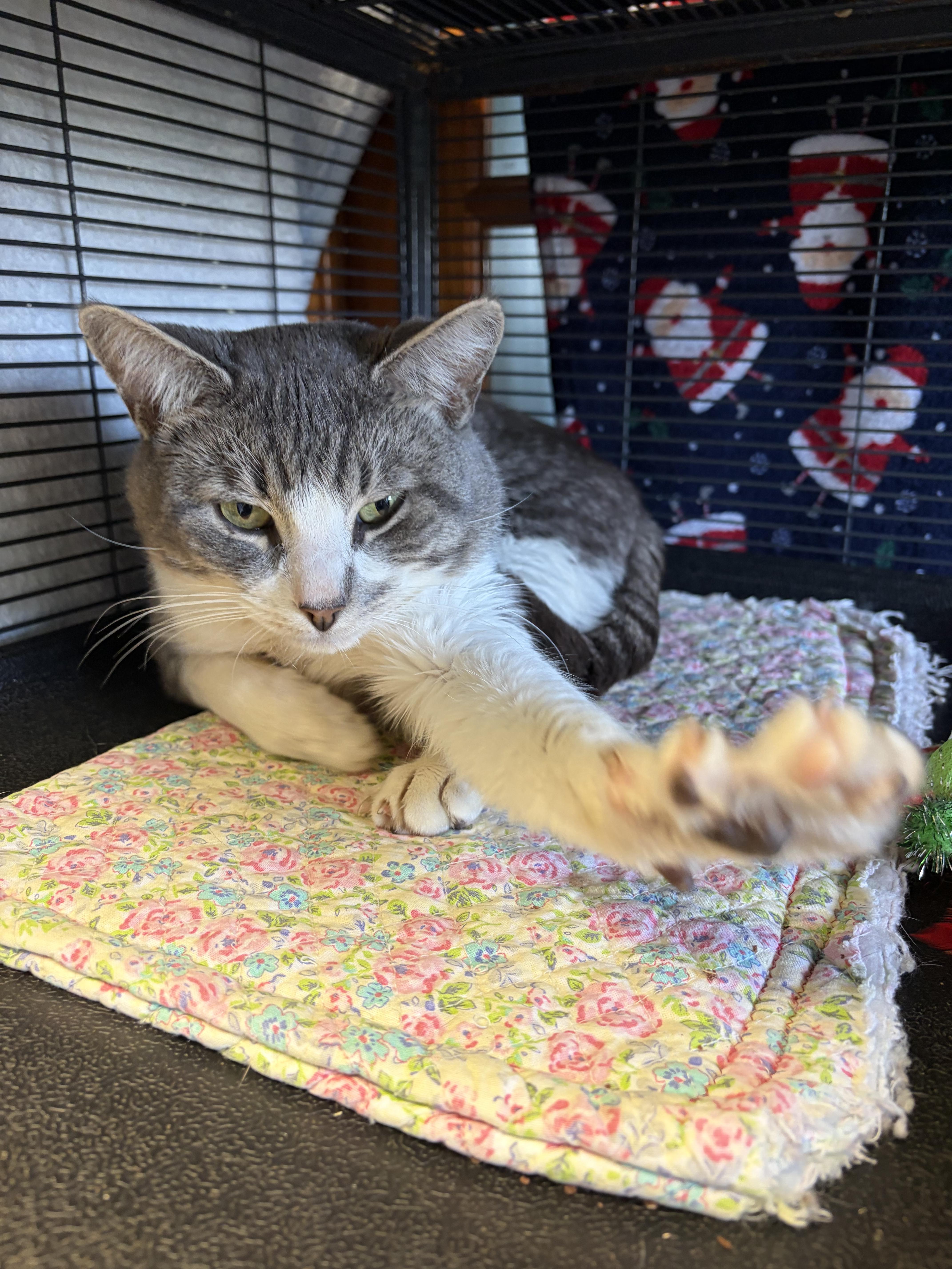 Enlarge 007 (FIV pos.), an adopted Domestic Short Hair in DeWitt, NY image 5/6