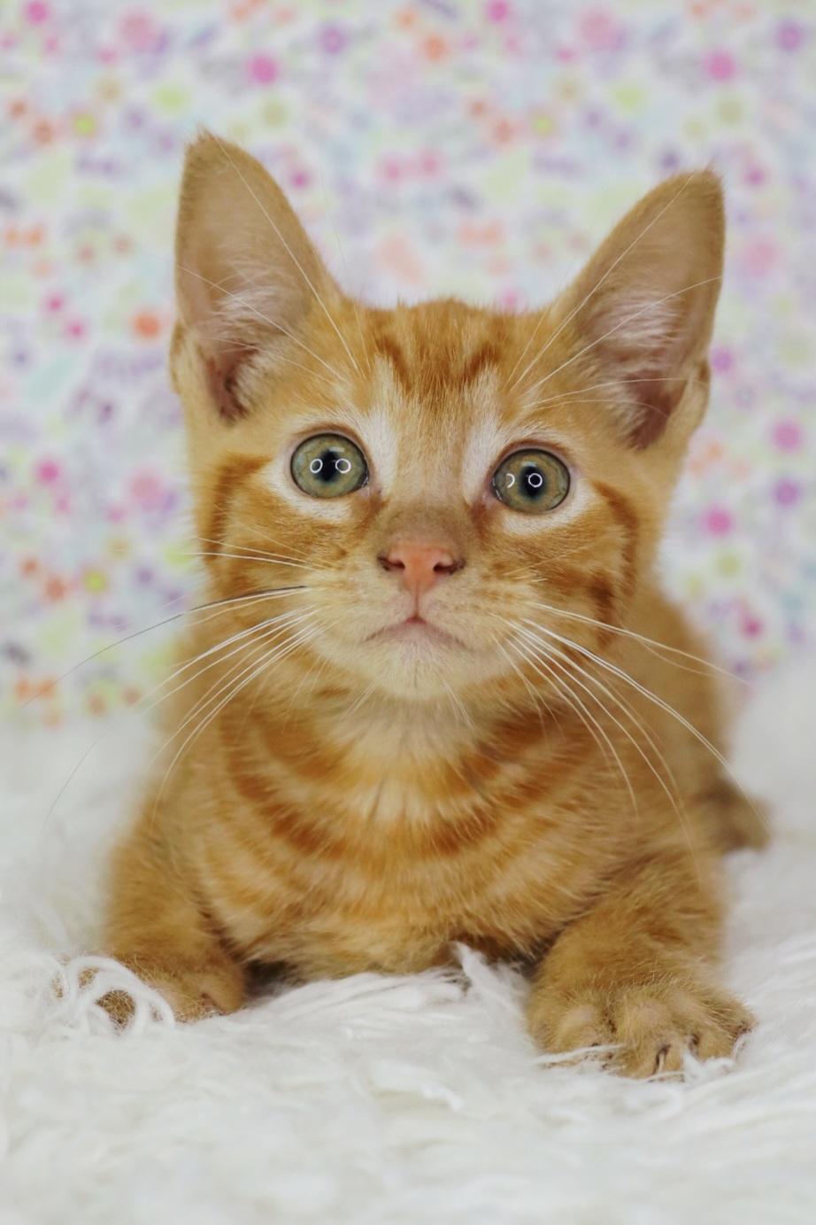 Aiden, Young Male Domestic Short Hair