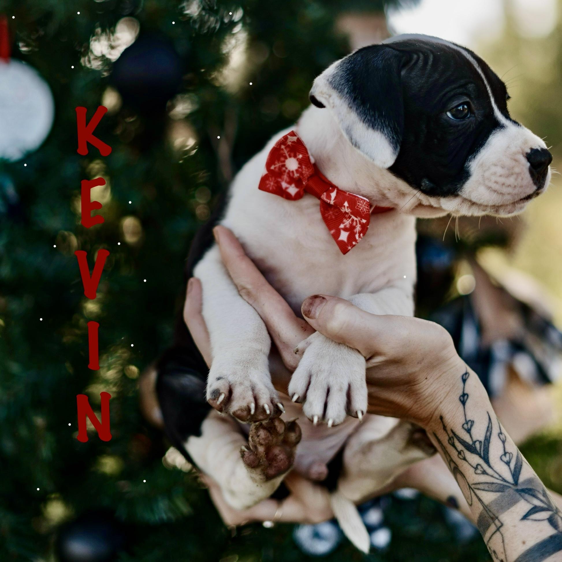 Enlarge Kevin, a ADOPTABLE mixed breed in Deltona, FL image 1/1