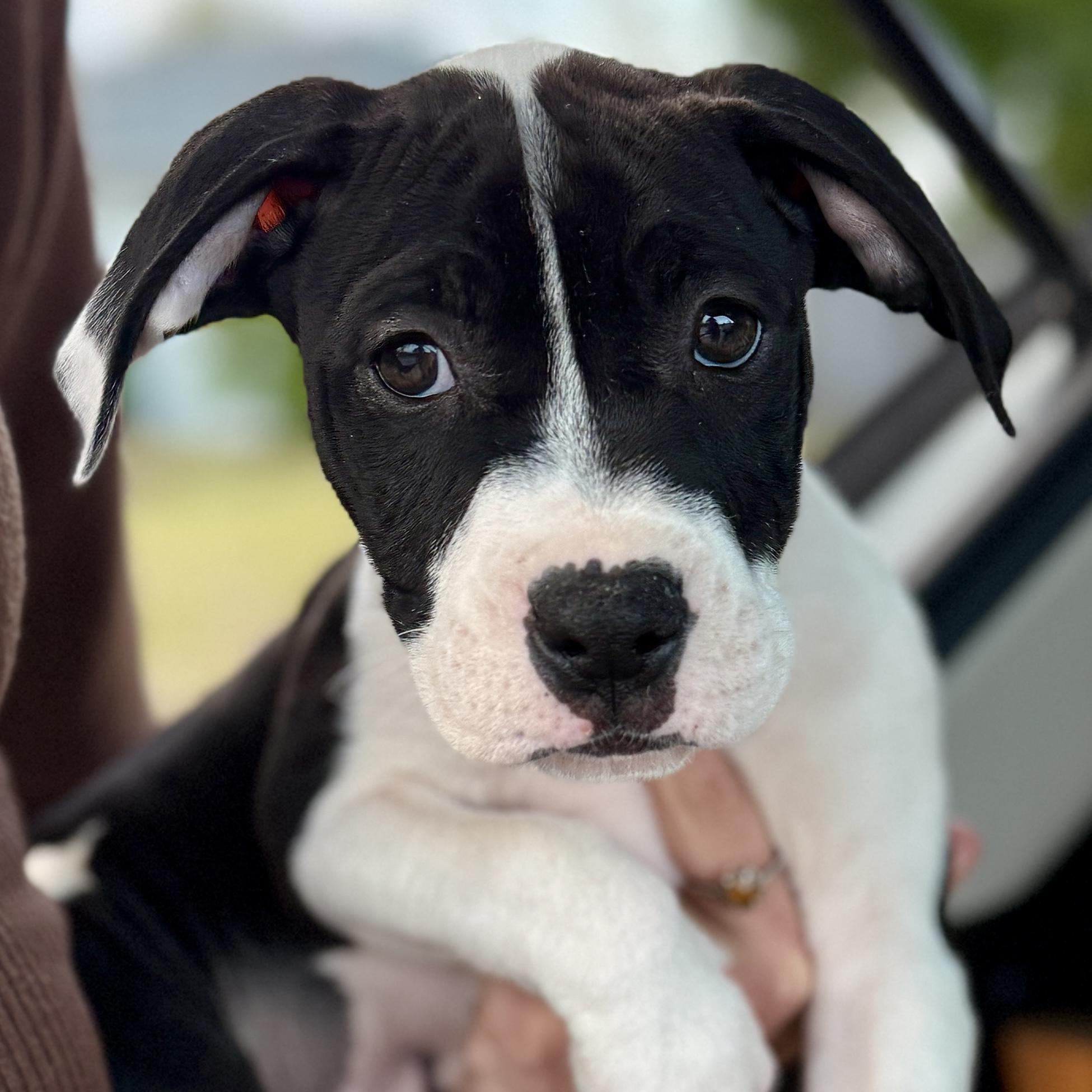 Kevin, ADOPTABLE, Puppy Male American Staffordshire Terrier & Pit Bull Terrier.