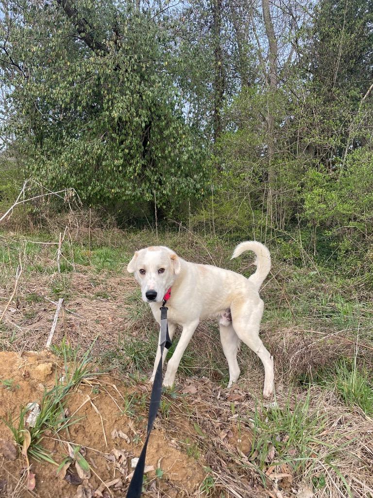 Enlarge Sylvester, an adoptable mixed breed in Maysville, KY image 2/2