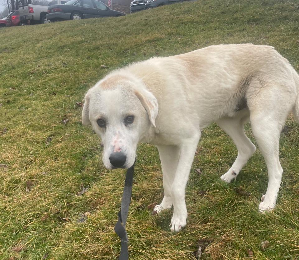 Sylvester, adoptable, Adult Male Great Pyrenees.