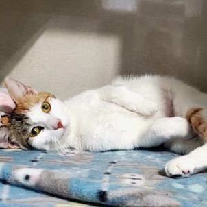 Enlarge Mango, a ADOPTABLE Domestic Short Hair in Hutchinson, MN image 5/6