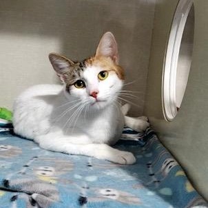 Enlarge Mango, a ADOPTABLE Domestic Short Hair in Hutchinson, MN image 6/6