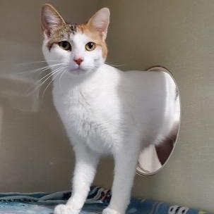 Enlarge Mango, a ADOPTABLE Domestic Short Hair in Hutchinson, MN image 2/6