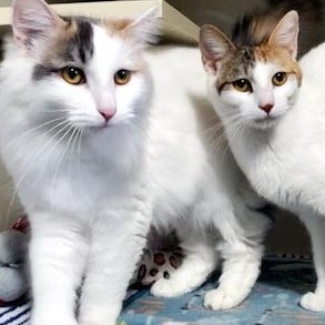 Enlarge Mango, a ADOPTABLE Domestic Short Hair in Hutchinson, MN image 4/6