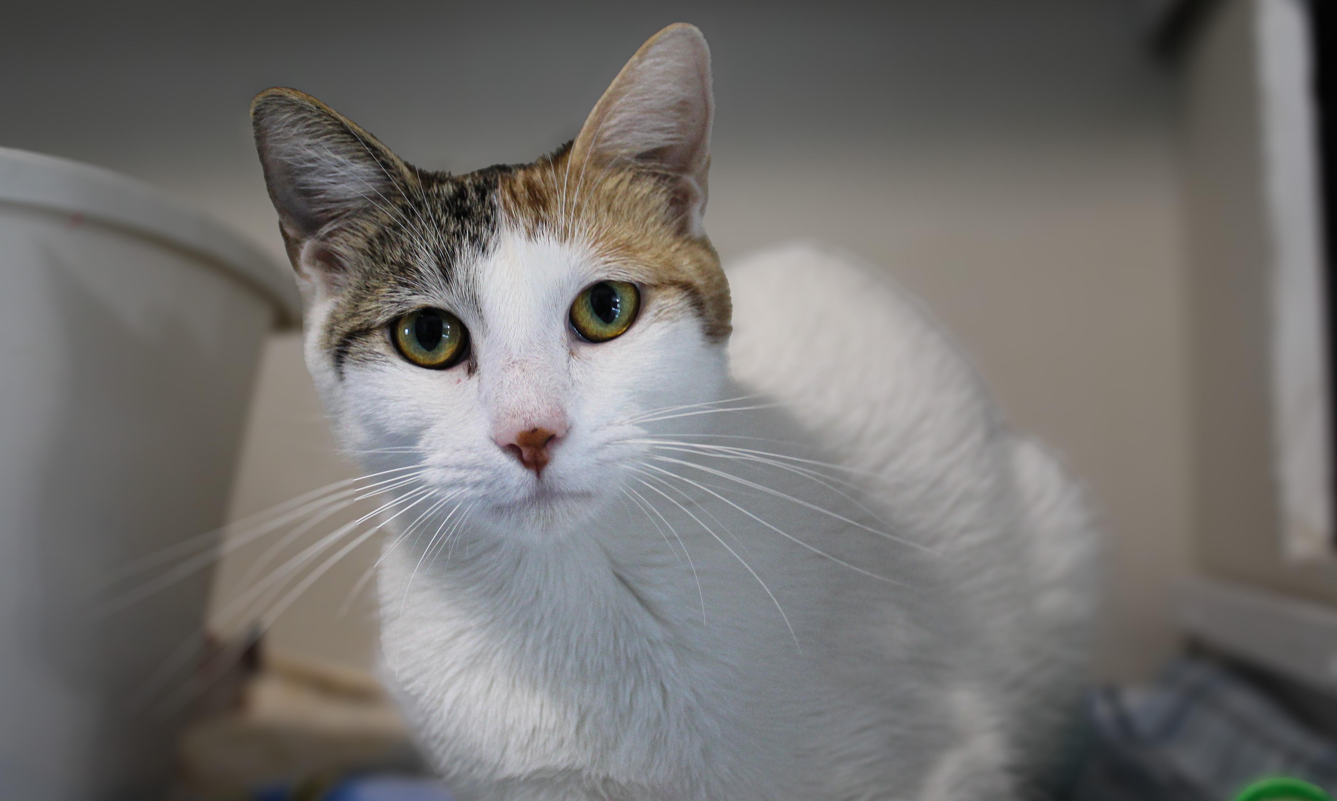 Enlarge Mango, a ADOPTABLE Domestic Short Hair in Hutchinson, MN image 1/6