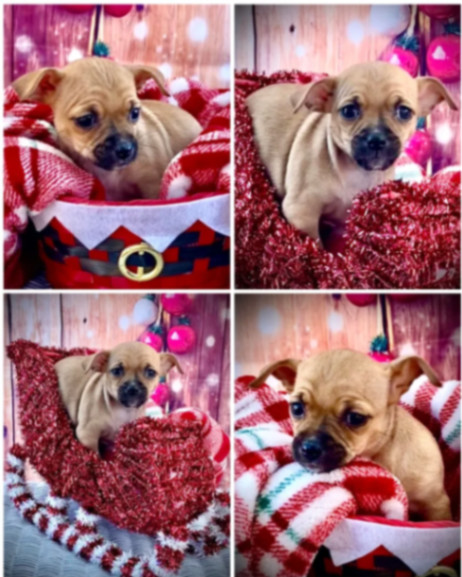 Prancer , Adopted, Puppy Female Chihuahua & Pekingese.
