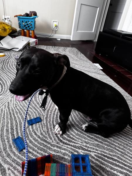 Enlarge Shorty (brandon), a Adoptable mixed breed in Mobile, AL image 1/4