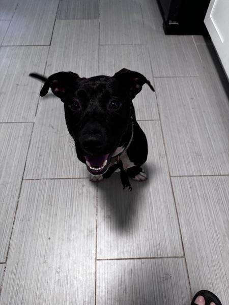 Enlarge Shorty (brandon), a Adoptable mixed breed in Mobile, AL image 2/4