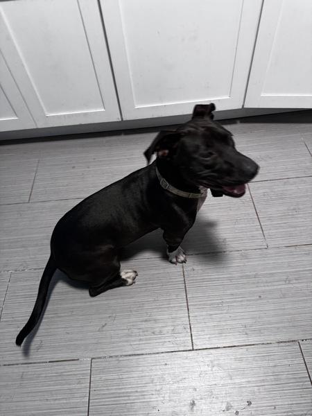 Enlarge Shorty (brandon), a Adoptable mixed breed in Mobile, AL image 3/4