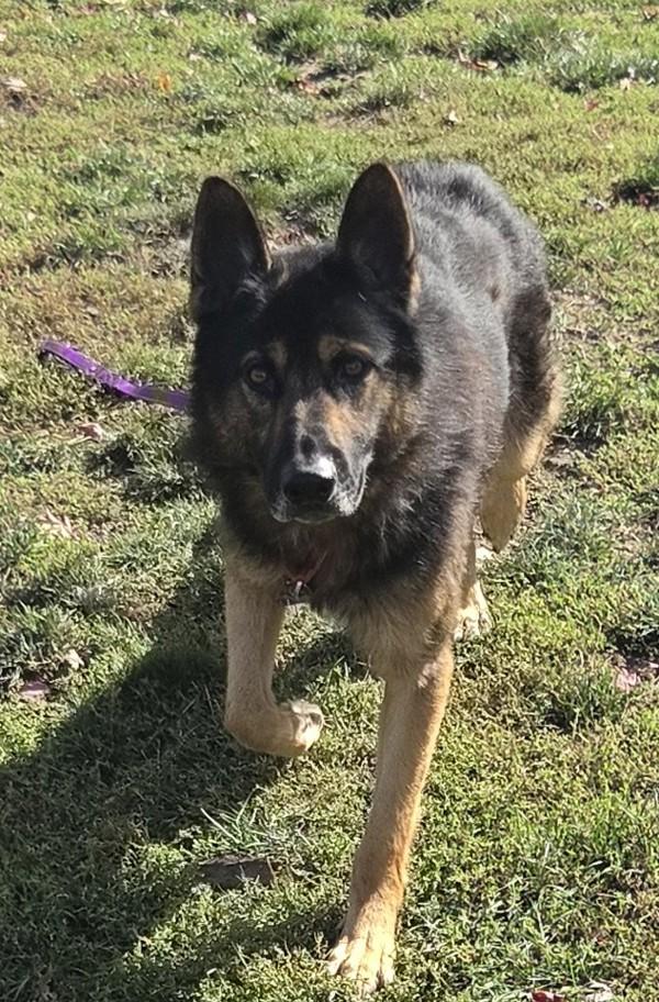 Enlarge Boston, a Adoptable mixed breed in Salem, OR image 1/1
