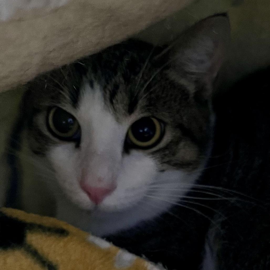 Enlarge Pierre, a Adoptable Domestic Short Hair in Sarasota, FL image 1/6