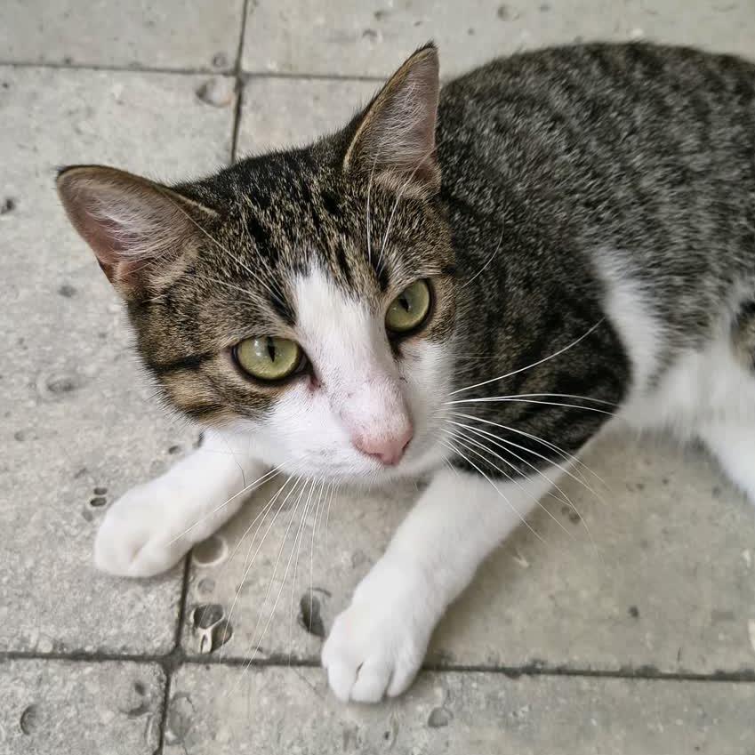Enlarge Pierre, a Adoptable Domestic Short Hair in Sarasota, FL image 2/6