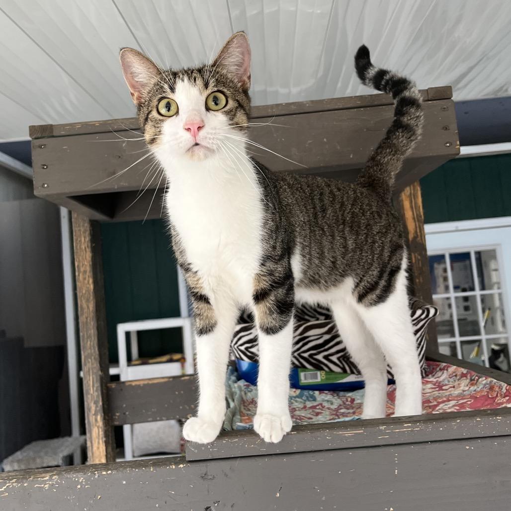 Enlarge Pierre, a Adoptable Domestic Short Hair in Sarasota, FL image 3/6