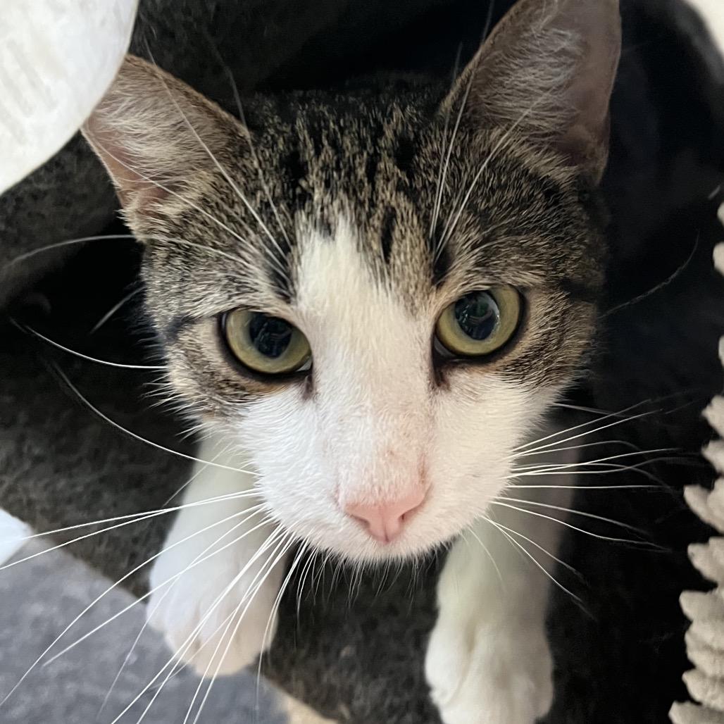 Enlarge Pierre, a Adoptable Domestic Short Hair in Sarasota, FL image 4/6