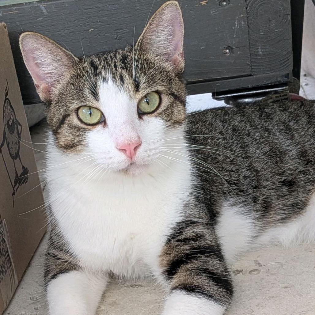 Enlarge Pierre, a Adoptable Domestic Short Hair in Sarasota, FL image 5/6
