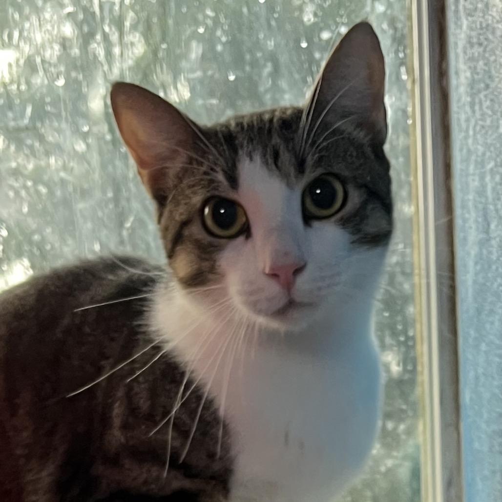Enlarge Pierre, a Adoptable Domestic Short Hair in Sarasota, FL image 6/6