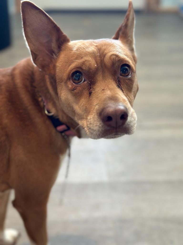 HOLLIE, Adoptable, Adult Female Chihuahua & Pit Bull Terrier.