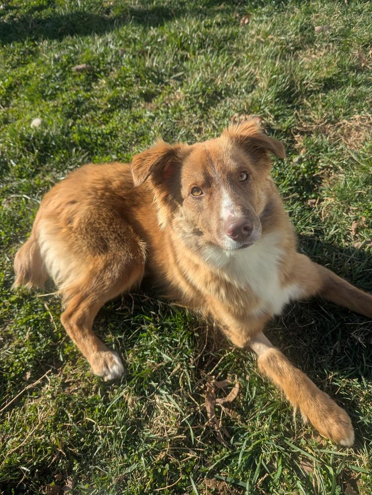 Drew, Adoptable, Puppy Male Australian Shepherd.