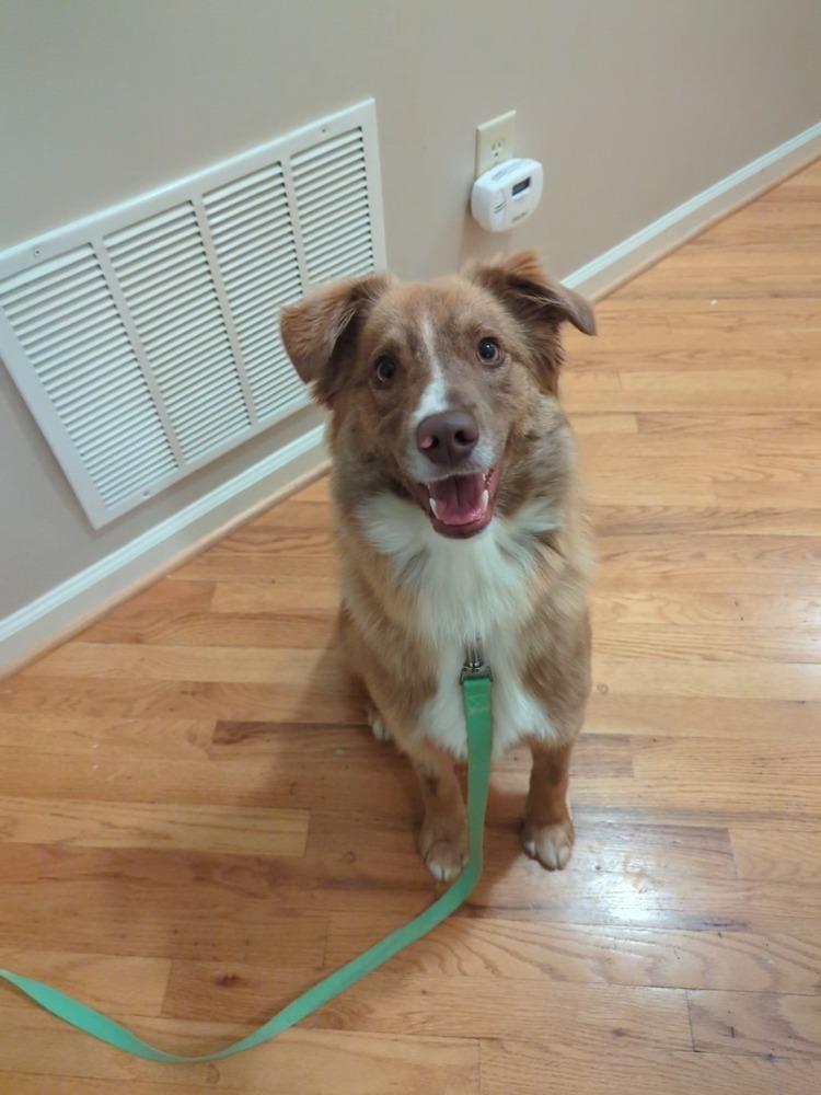 Enlarge Drew, a Adoptable mixed breed in Troy, VA image 2/5