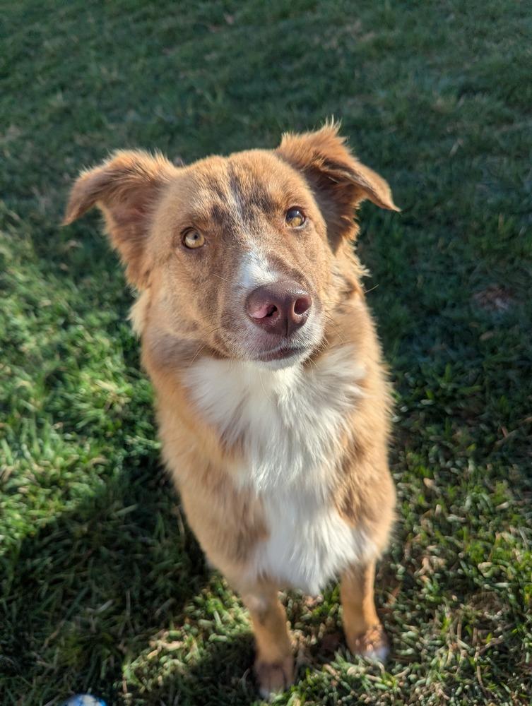 Enlarge Drew, a Adoptable mixed breed in Troy, VA image 3/5