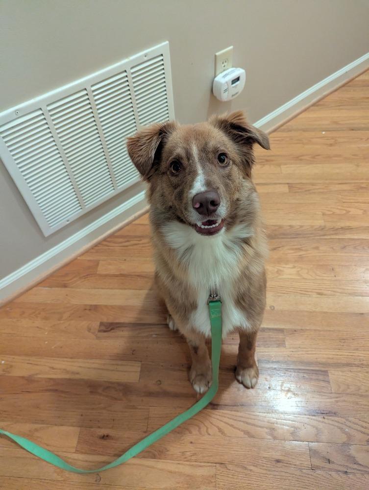 Enlarge Drew, a Adoptable mixed breed in Troy, VA image 4/5