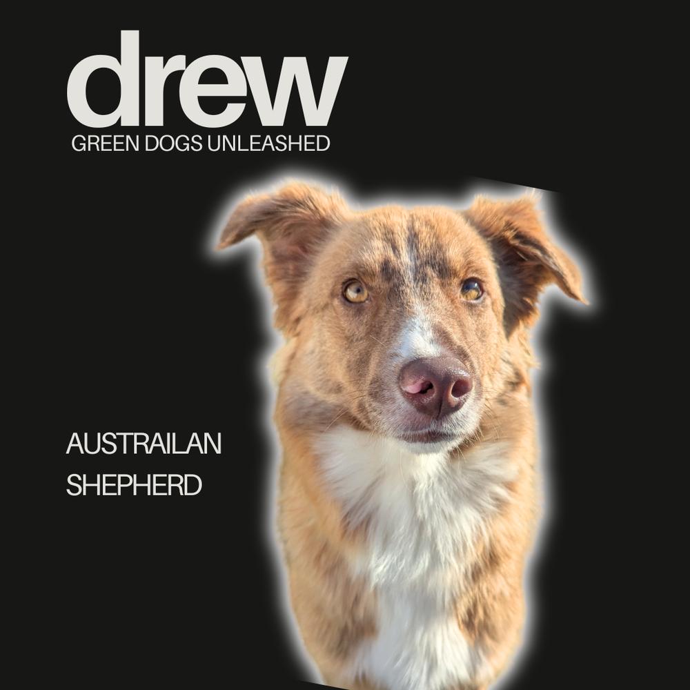 Enlarge Drew, a Adoptable mixed breed in Troy, VA image 5/5