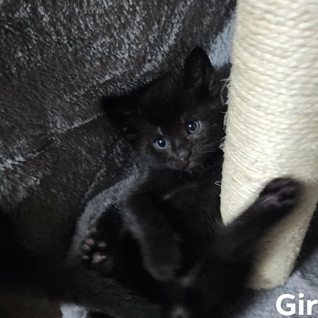 Ivy $150, Adoptable, Kitten Female Domestic Short Hair.