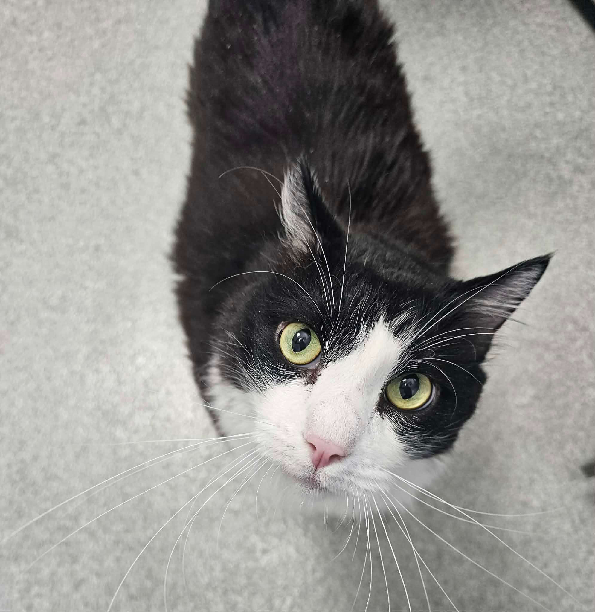 Enlarge Boots, a ADOPTABLE Domestic Long Hair in Minooka, IL image 2/4