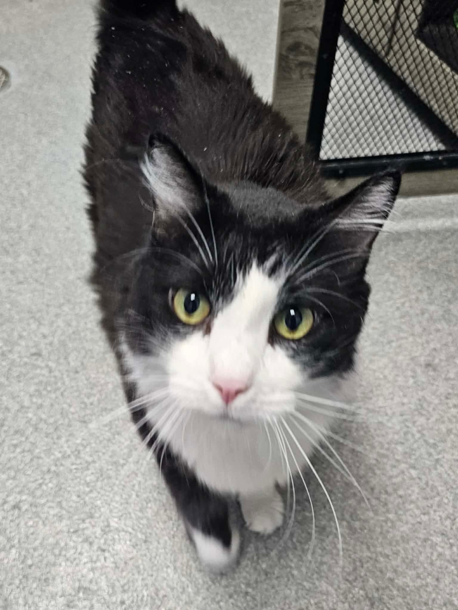 Enlarge Boots, a ADOPTABLE Domestic Long Hair in Minooka, IL image 4/4