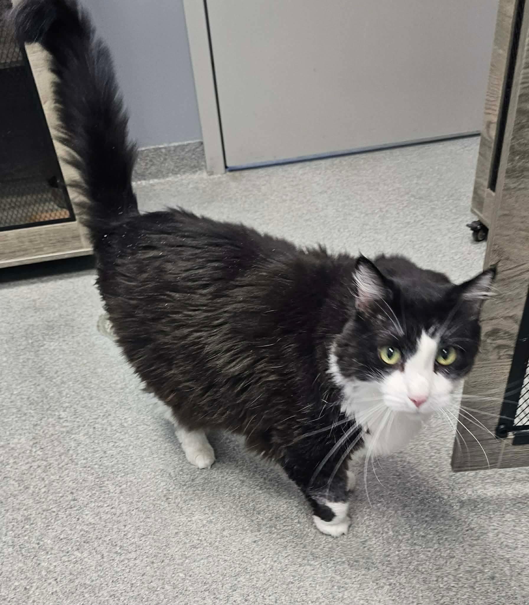 Enlarge Boots, a ADOPTABLE Domestic Long Hair in Minooka, IL image 3/4